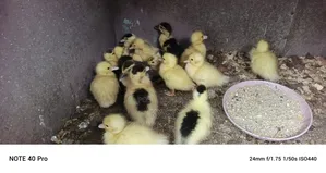 Muscovy Ducklings