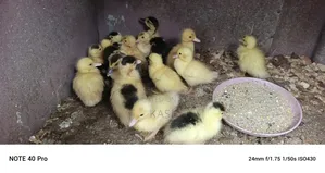 Muscovy Ducklings