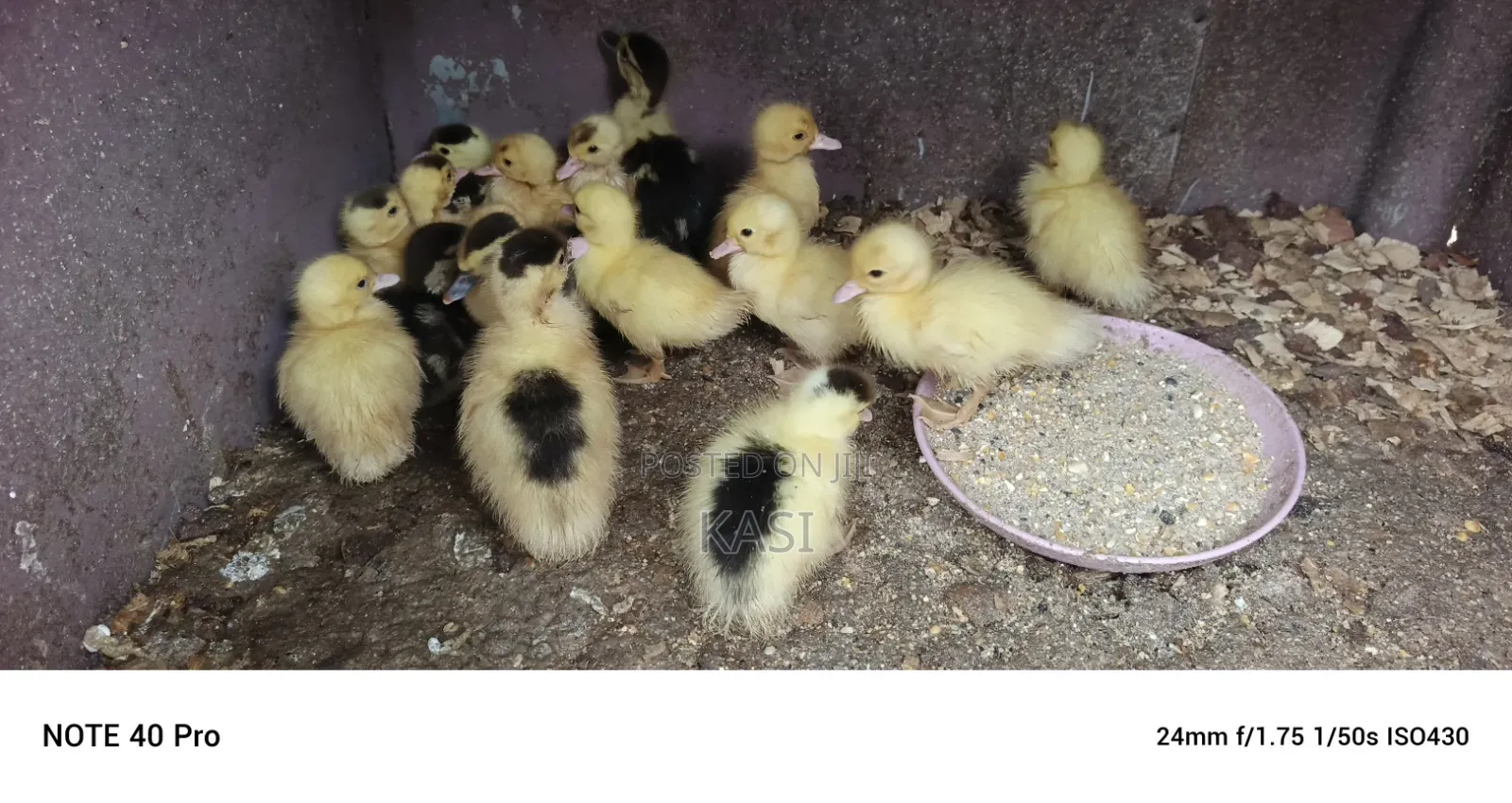 Muscovy Ducklings