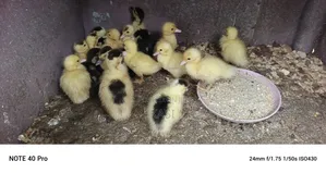 Muscovy Ducklings