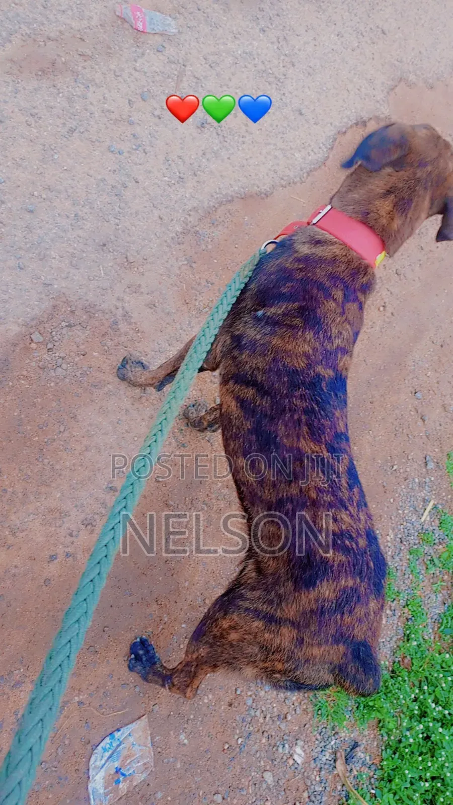 1+ year Female Purebred Boerboel