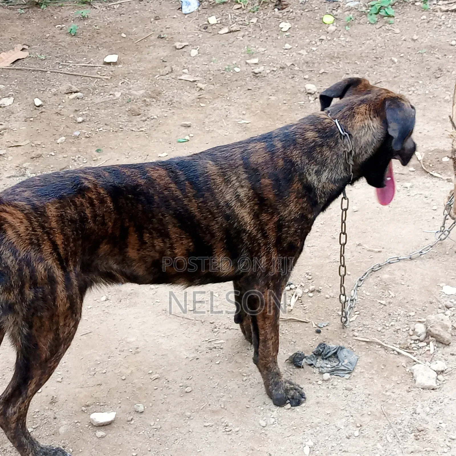 1+ year Female Purebred Boerboel
