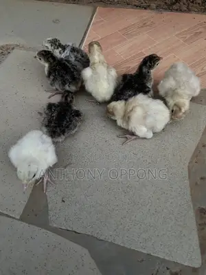 Hybrid Dayold Turkeys Poults
