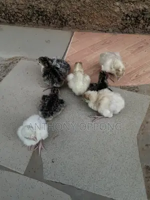 Hybrid Dayold Turkeys Poults