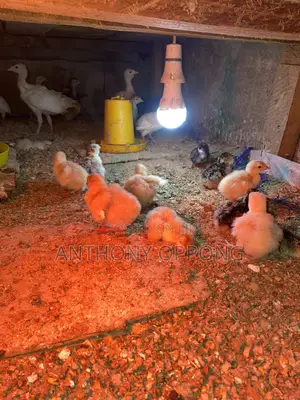 Hybrid Dayold Turkeys Poults
