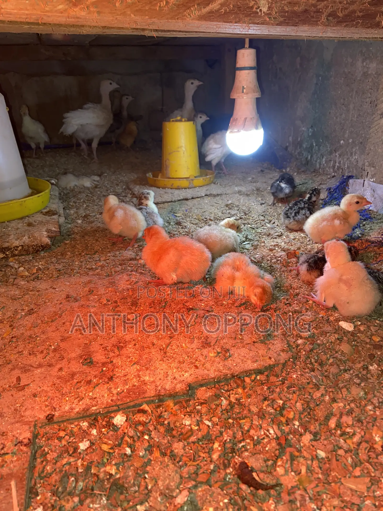 Hybrid Dayold Turkeys Poults