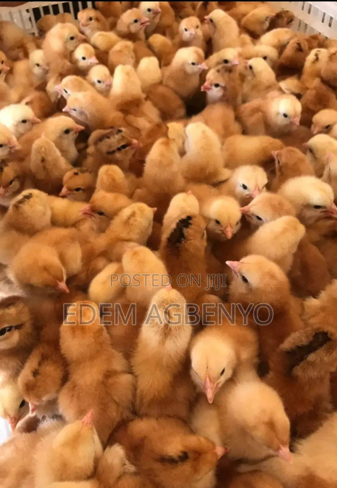 Day Old Chicks