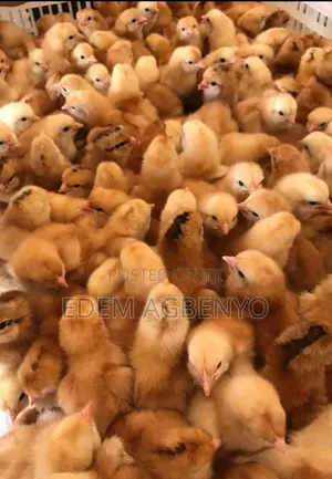 Day Old Chicks