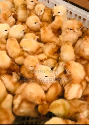 Day Old Chicks
