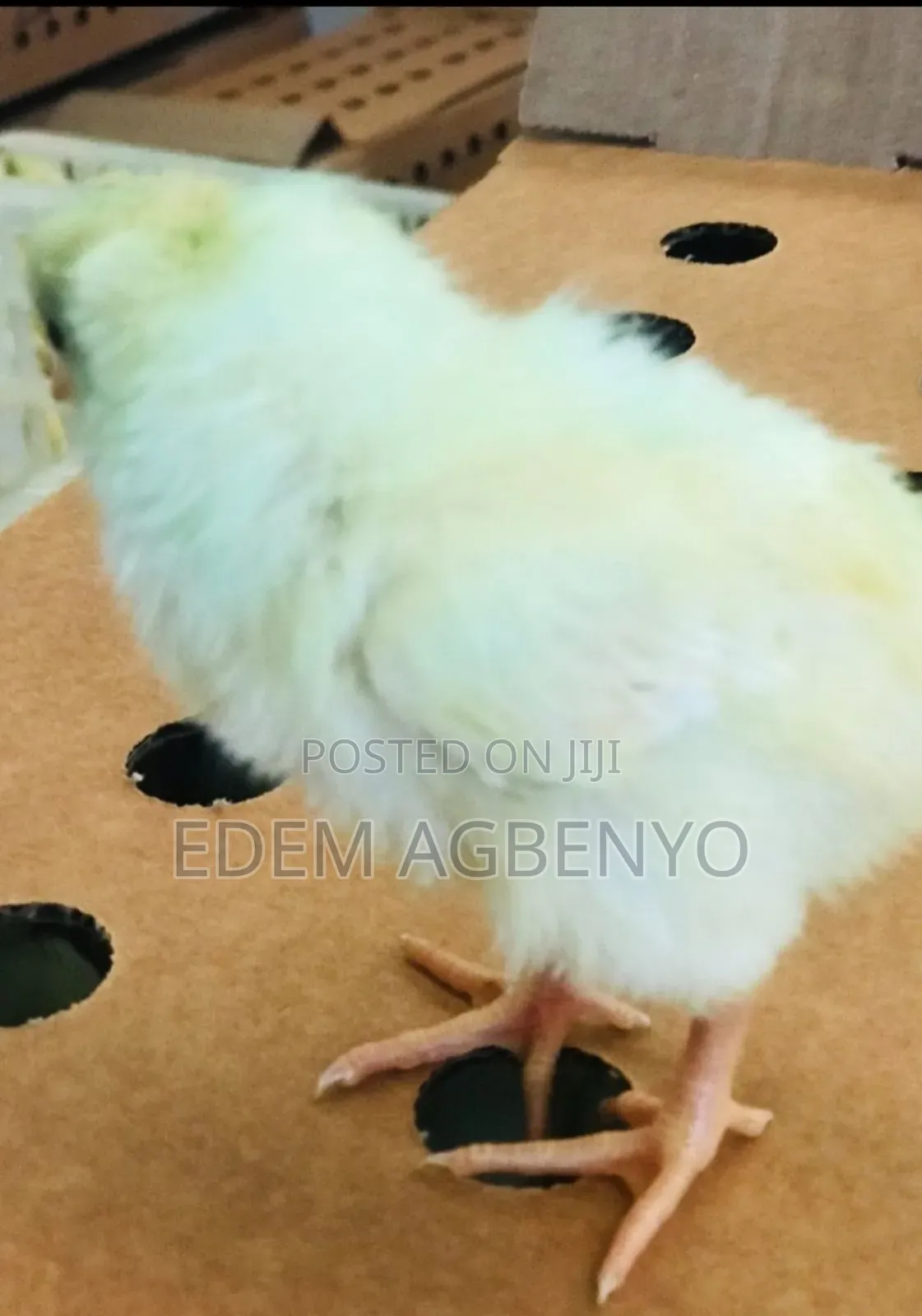 Day Old Chicks