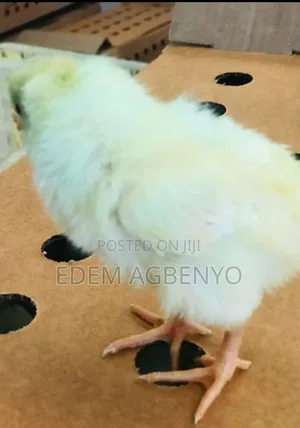 Day Old Chicks