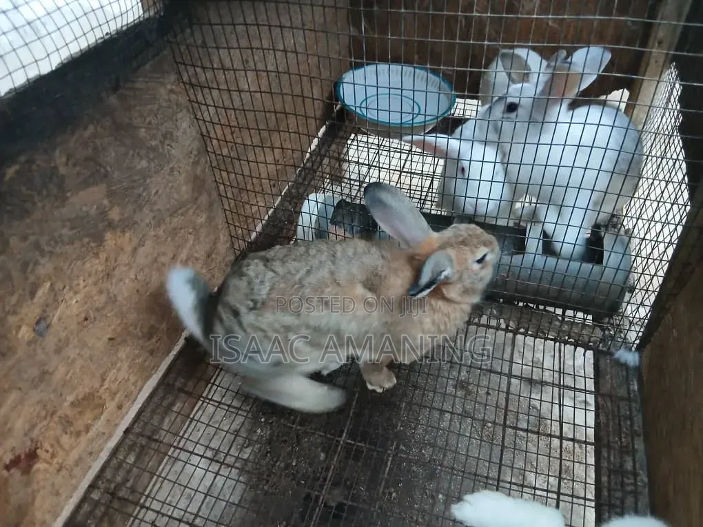 Ib Rabbits Farm
