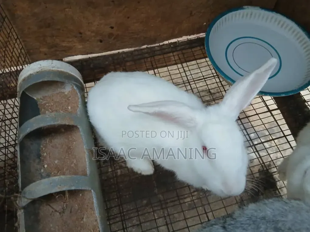Ib Rabbits Farm