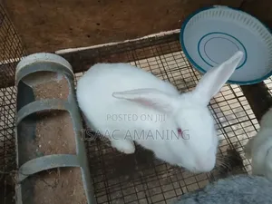 Ib Rabbits Farm