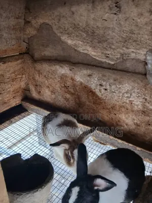 Ib Rabbits Farm