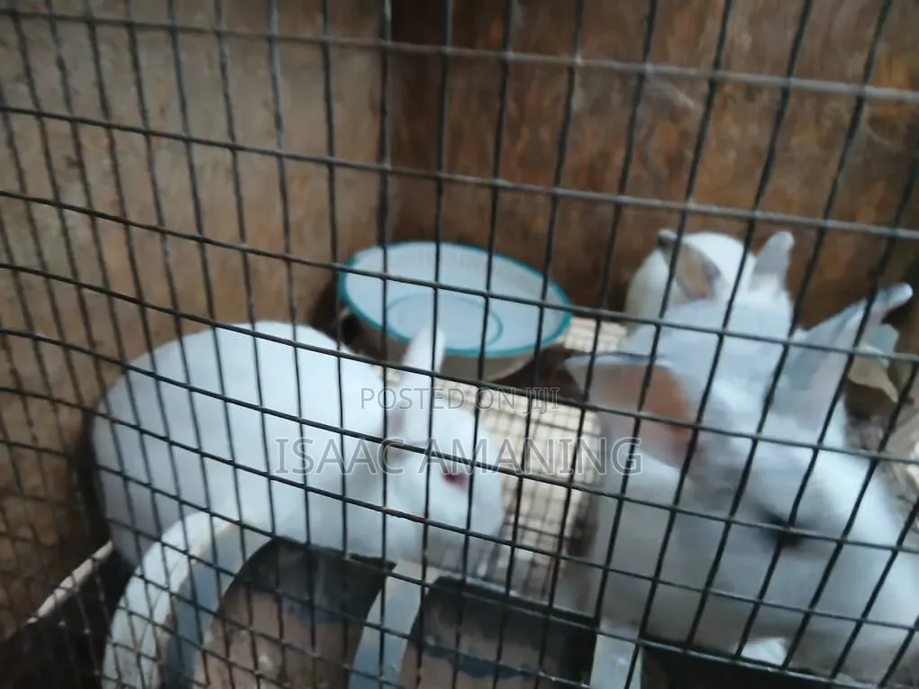 Ib Rabbits Farm