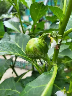 Gboma Seeds