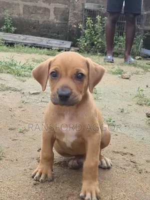 1-3 months Female Purebred Boerboel