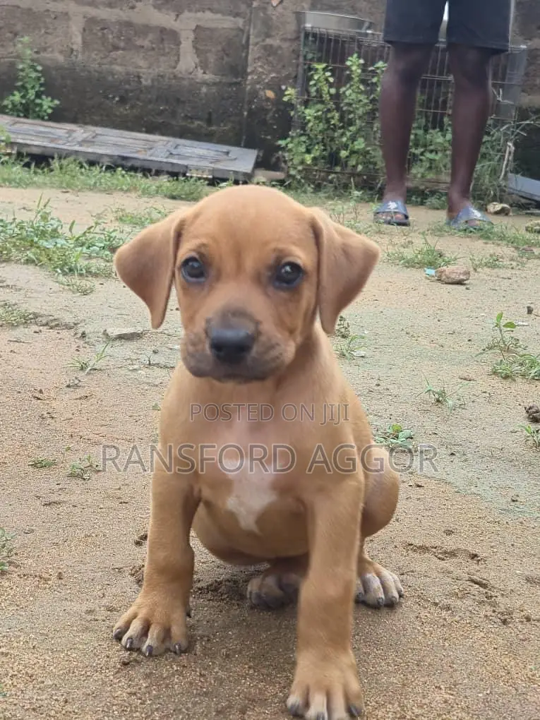 1-3 months Female Purebred Boerboel