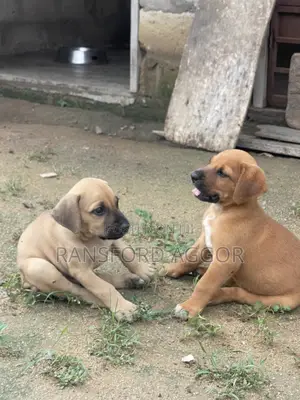 1-3 months Female Purebred Boerboel
