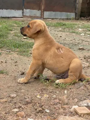1-3 months Female Purebred Boerboel