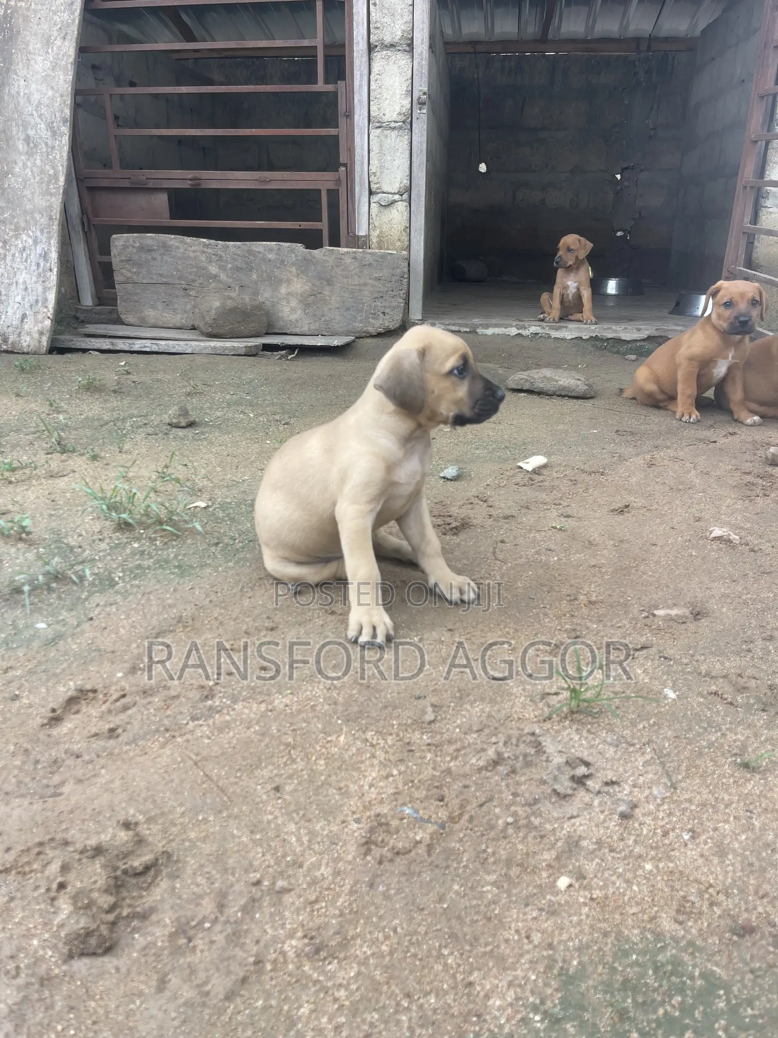 1-3 months Female Purebred Boerboel