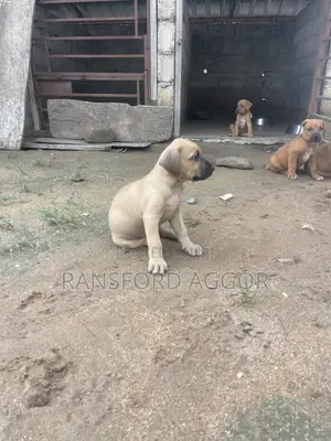 1-3 months Female Purebred Boerboel