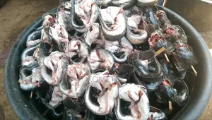 Worker Needed for Catfish Farming LCT Central Region With Accommodatn