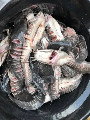 Worker Needed for Catfish Farming LCT Central Region With Accommodatn