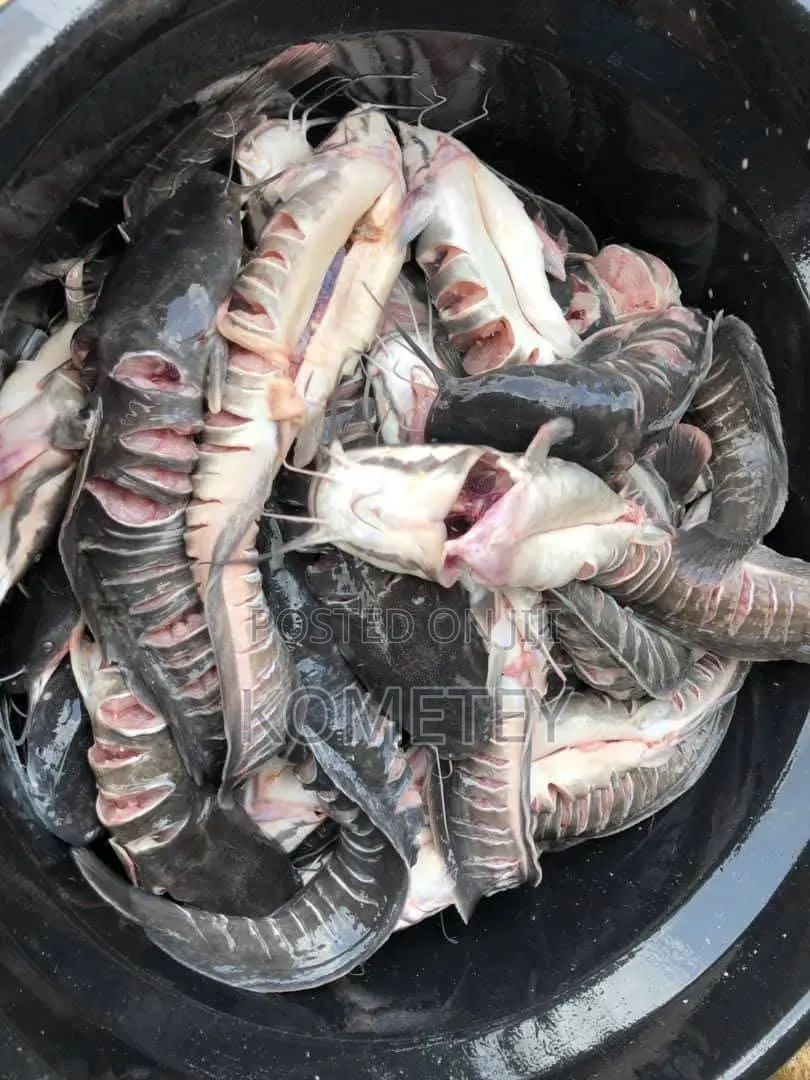 Worker Needed for Catfish Farming LCT Central Region With Accommodatn