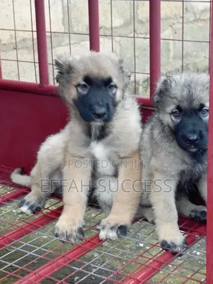 1-3 months Female Purebred Caucasian Shepherd