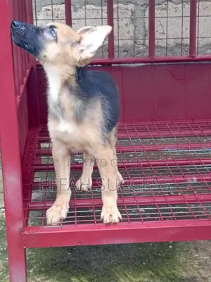 1-3 months Male Purebred German Shepherd