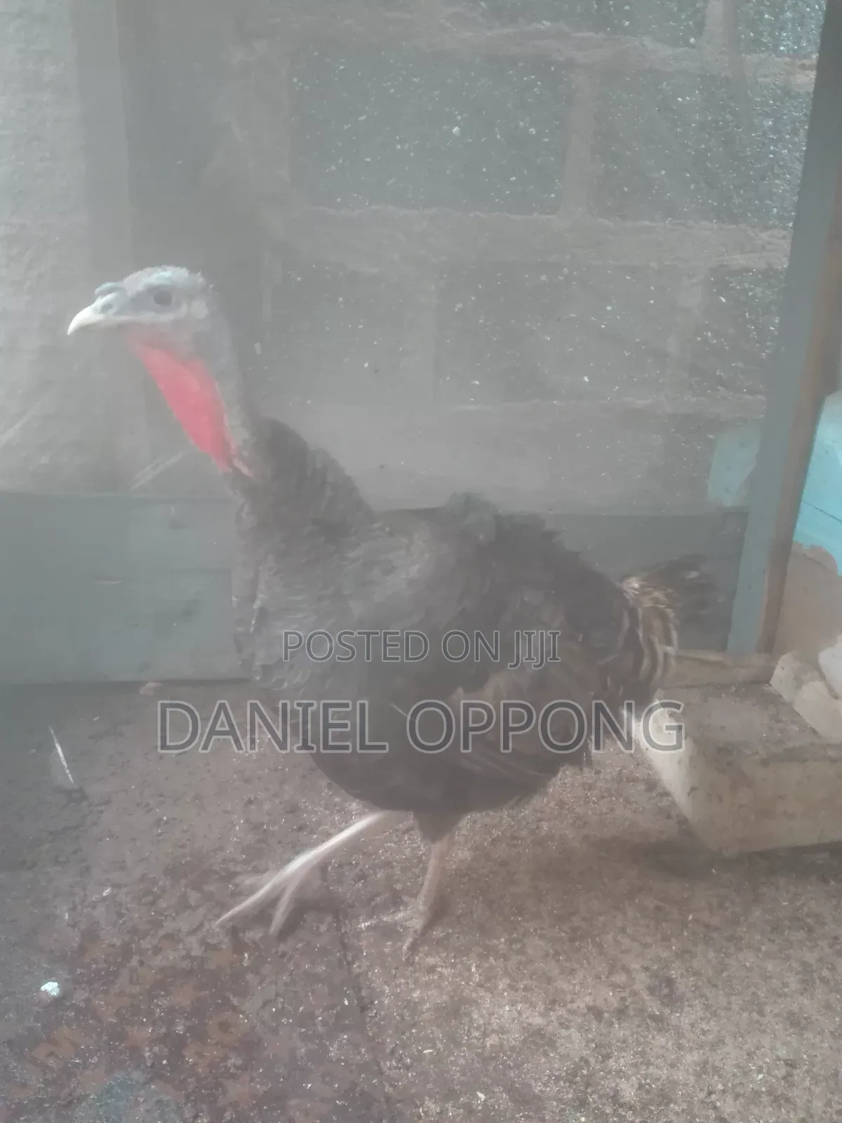Dannys Farms