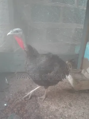 Dannys Farms
