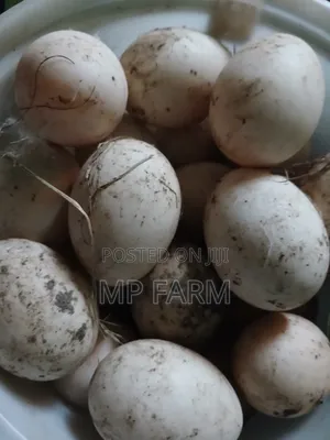 Fertile Muscovy Ducks Eggs