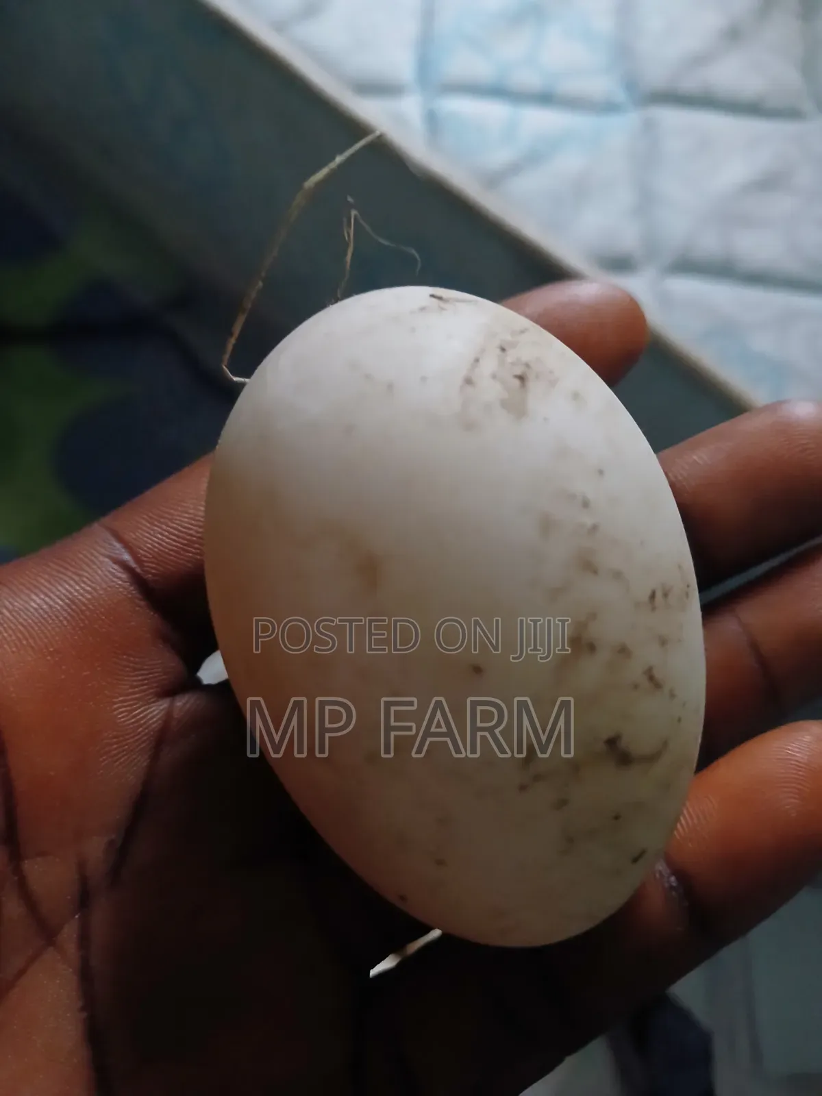 Fertile Muscovy Ducks Eggs
