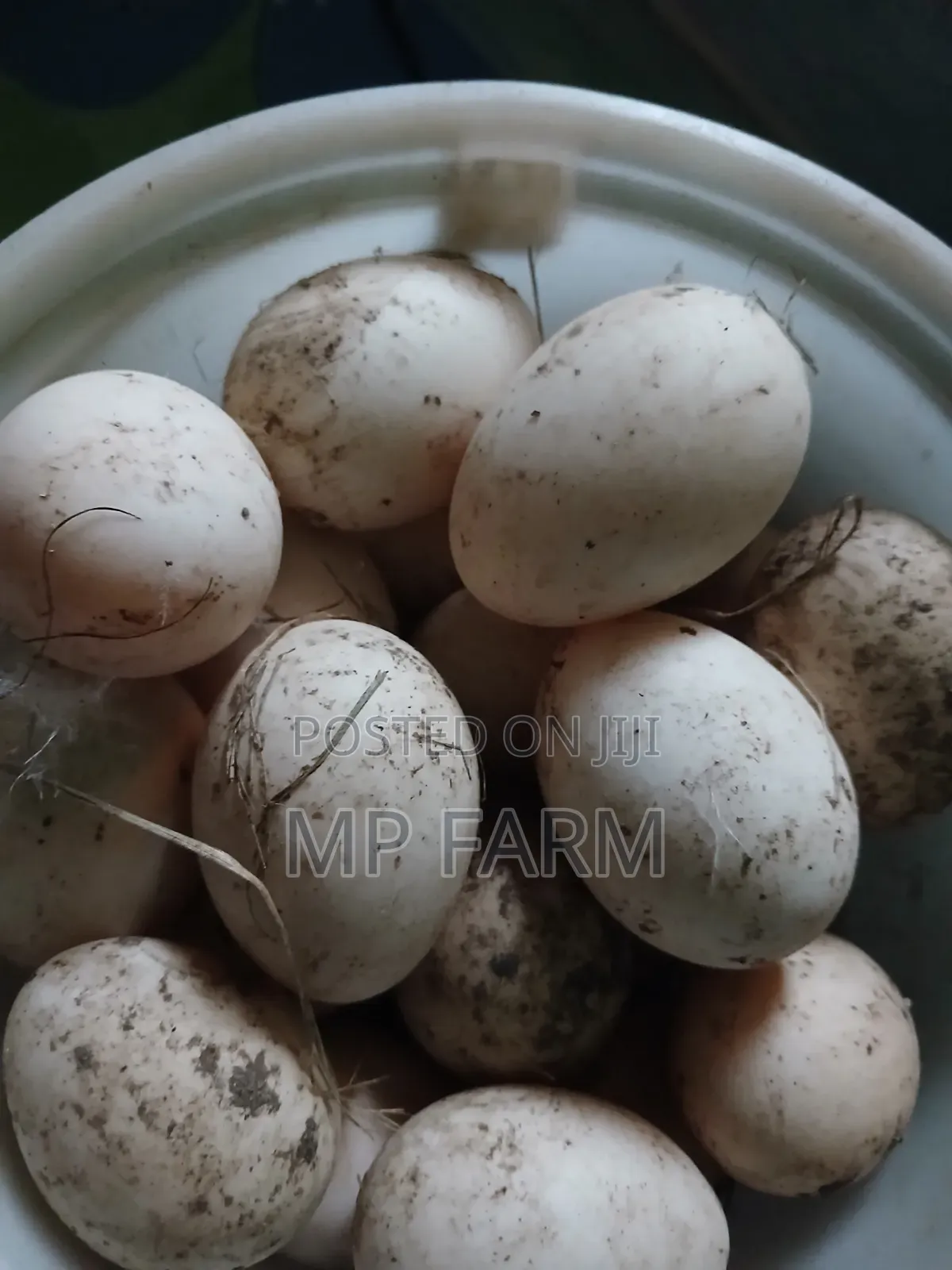 Fertile Muscovy Ducks Eggs