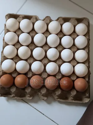 Fresh Eggs