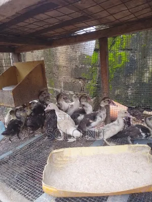 Muscovy Ducks