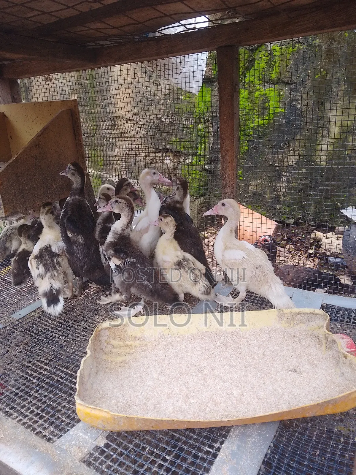 Muscovy Ducks