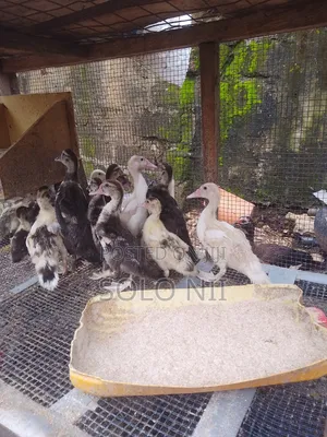 Muscovy Ducks