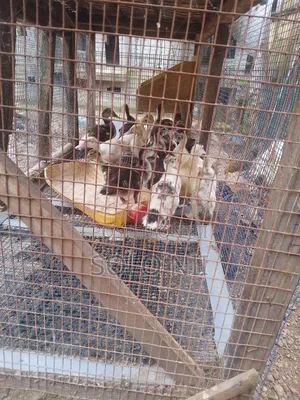 Muscovy Ducks