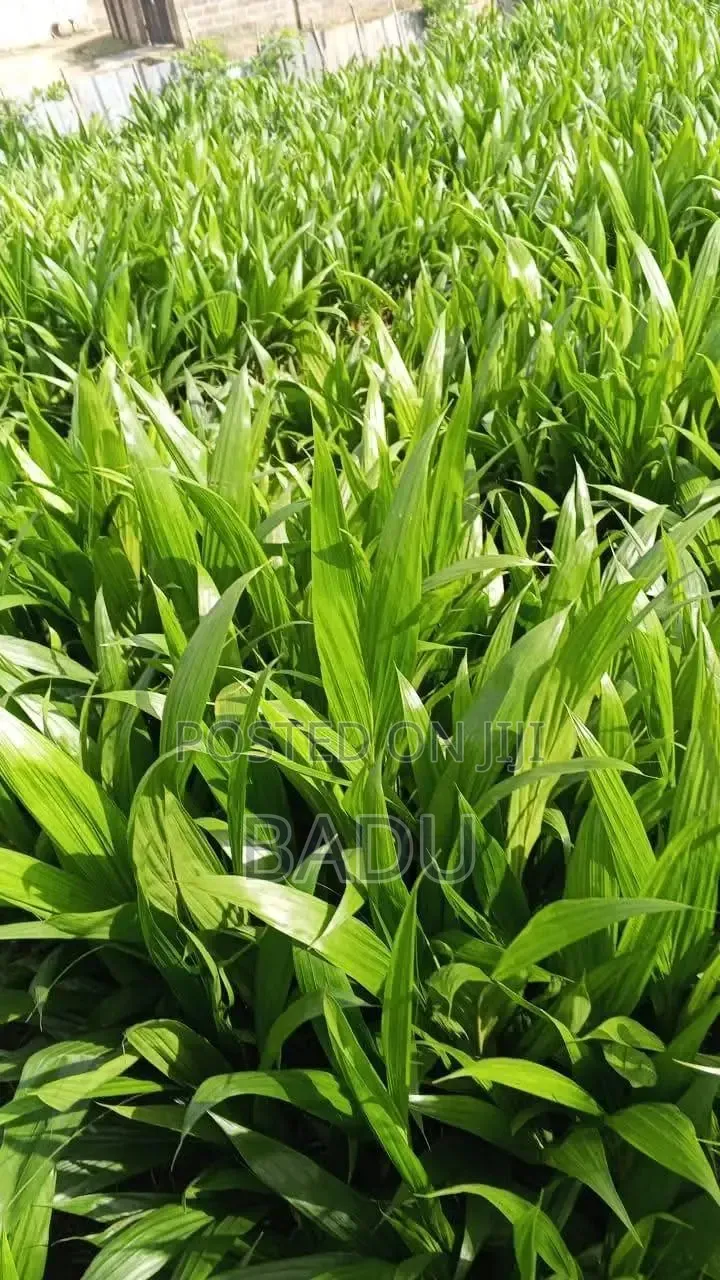 Palm Seedlings