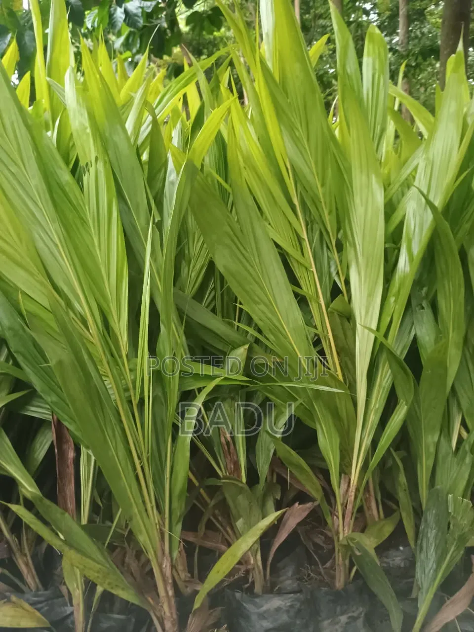 Palm Seedlings