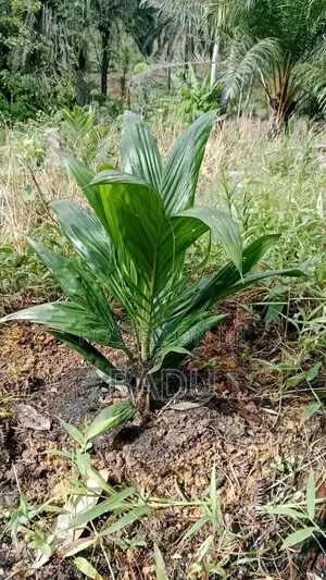 Palm Seedlings