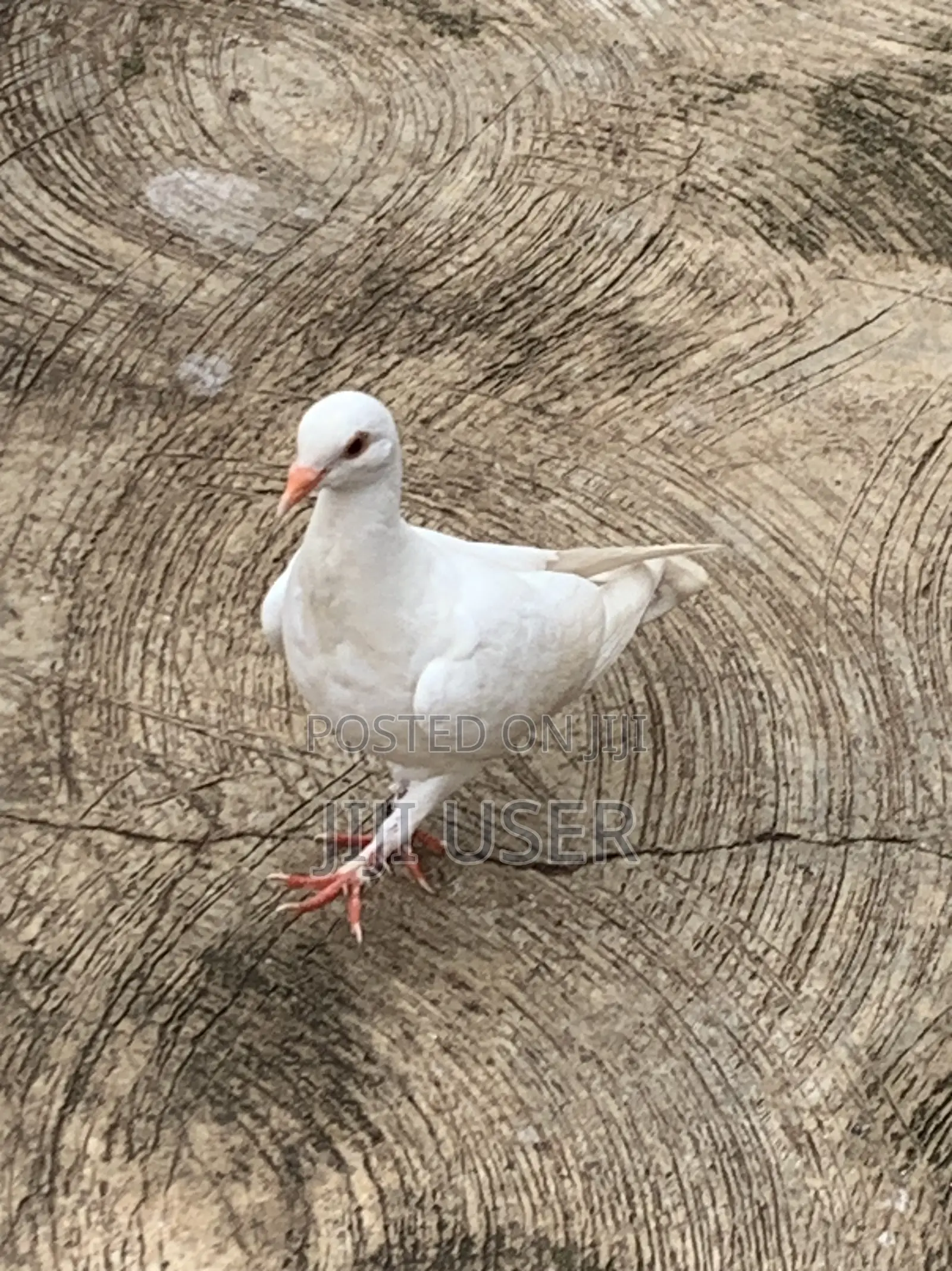 White Dove