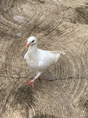 White Dove