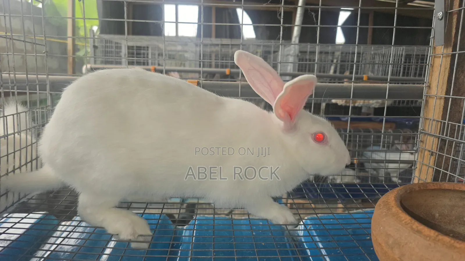 Rabbits Available