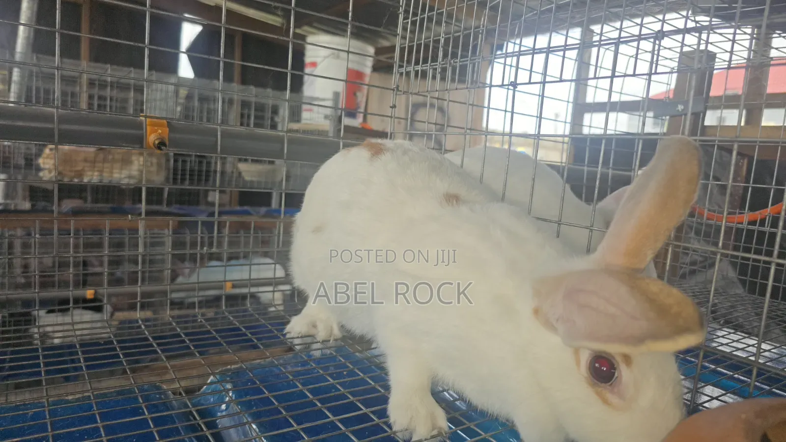 Rabbits Available
