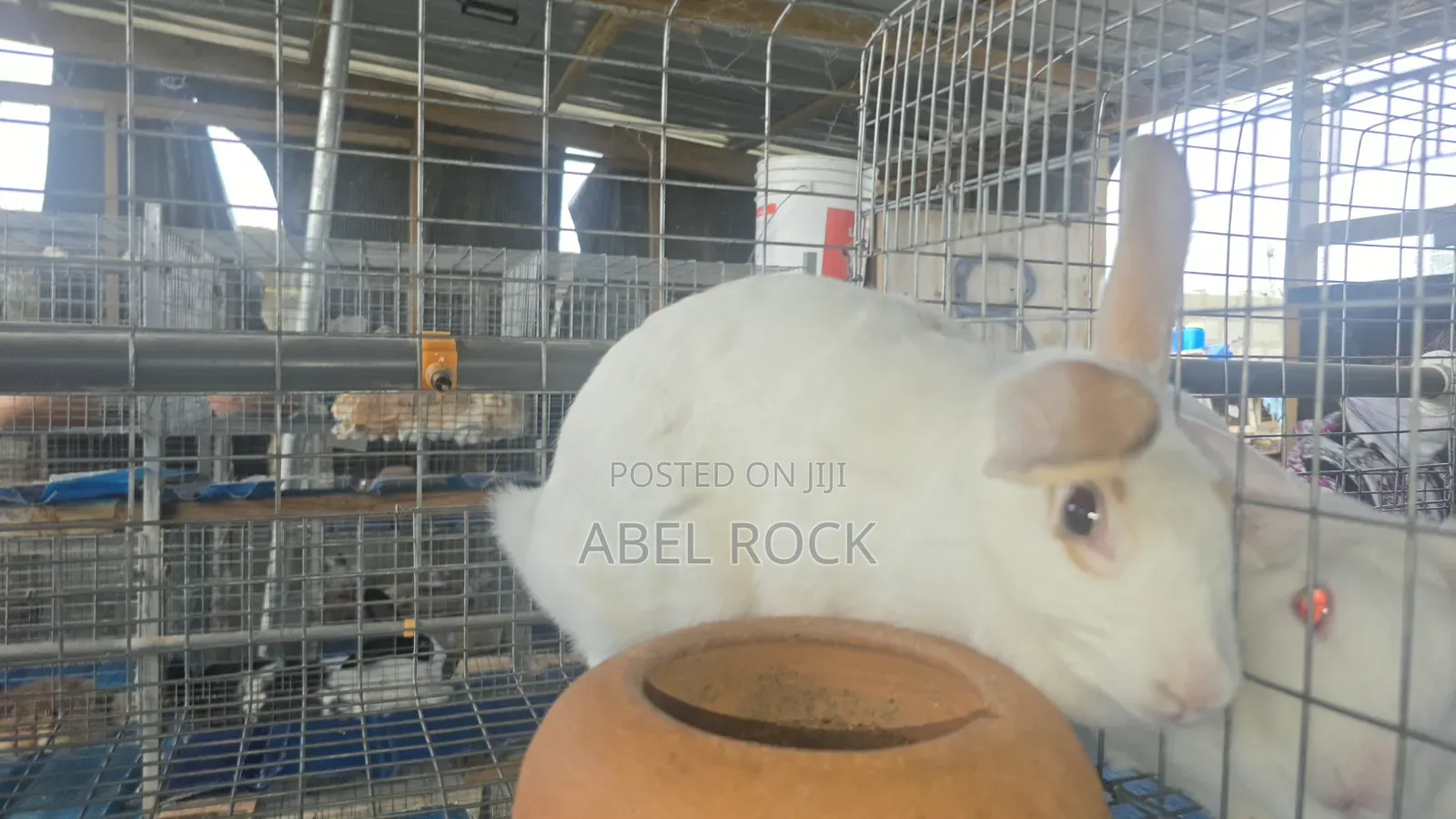 Rabbits Available